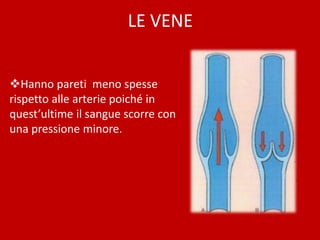 LE VENE
Hanno pareti meno spesse
rispetto alle arterie poiché in
quest’ultime il sangue scorre con
una pressione minore.
 