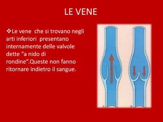 LE VENE
Le vene che si trovano negli
arti inferiori presentano
internamente delle valvole
dette “a nido di
rondine”.Queste non fanno
ritornare indietro il sangue.
 