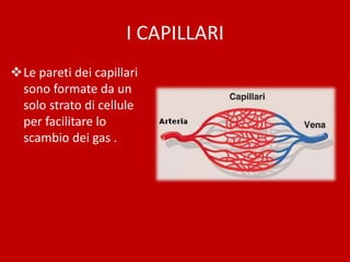 I CAPILLARI
Le pareti dei capillari
sono formate da un
solo strato di cellule
per facilitare lo
scambio dei gas .
 