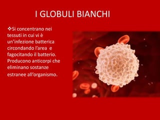 I GLOBULI BIANCHI
Si concentrano nei
tessuti in cui vi è
un’infezione batterica
circondando l’area e
fagocitando il batterio.
Producono anticorpi che
eliminano sostanze
estranee all’organismo.
 