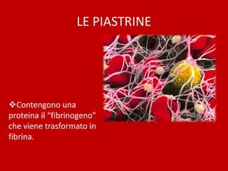 LE PIASTRINE
Contengono una
proteina il “fibrinogeno”
che viene trasformato in
fibrina.
 