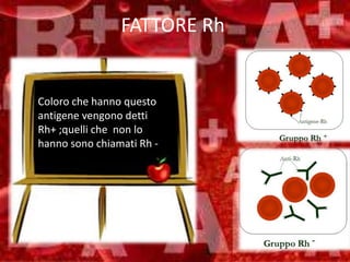FATTORE Rh
Coloro che hanno questo
antigene vengono detti
Rh+ ;quelli che non lo
hanno sono chiamati Rh -
 
