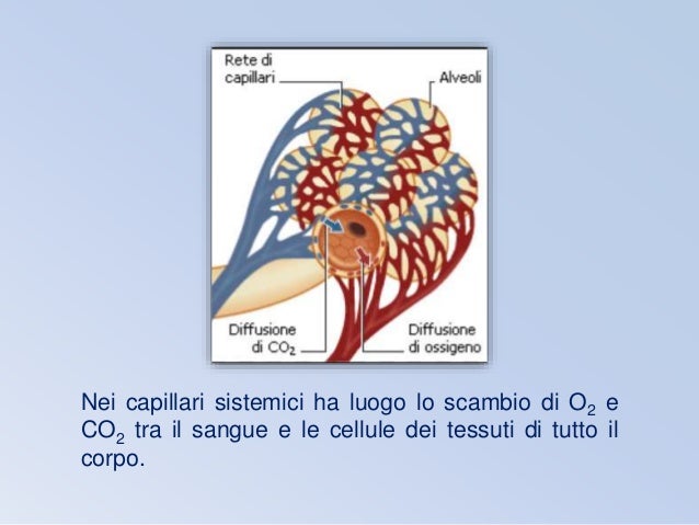 Il sangue e gli scambi dei gas respiratori