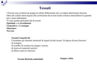 Tessuti
I Tessuti sono costituiti da gruppi di cellule differenziate atte a svolgere determinate funzioni.
Oltre alle cellule intervengono alla costituzione dei tessuti anche sostanze intercellulari in quantità
più o meno abbondanti.
Vi sono quattro principali tipi di tessuti:
Epiteliale o di rivestimento
Connettivo o di sostegno
Muscolare
Nervoso
Tessuti Connettivali
Circondano gli elementi strutturali di organi ed altri tessuti. Svolgono diverse funzioni:
di sostegno,
di scambio di sostanze tra sangue e tessuti,
di riserva di materiali nutritizi
di difesa contro le infezioni
Tessuto Reticolo-endoteliale Sangue e linfa
 
