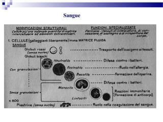 Sangue
 
