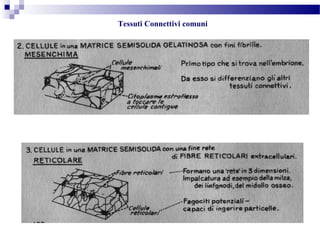 Tessuti Connettivi comuni
 