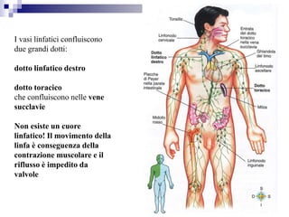 I vasi linfatici confluiscono
due grandi dotti:
dotto linfatico destro
dotto toracico
che confluiscono nelle vene
succlavie
Non esiste un cuore
linfatico! Il movimento della
linfa è conseguenza della
contrazione muscolare e il
riflusso è impedito da
valvole
 