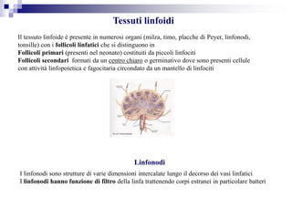 Tessuti linfoidi
Linfonodi
Il tessuto linfoide è presente in numerosi organi (milza, timo, placche di Peyer, linfonodi,
tonsille) con i follicoli linfatici che si distinguono in
Follicoli primari (presenti nel neonato) costituiti da piccoli linfociti
Follicoli secondari formati da un centro chiaro o germinativo dove sono presenti cellule
con attività linfopoietica e fagocitaria circondato da un mantello di linfociti
I linfonodi sono strutture di varie dimensioni intercalate lungo il decorso dei vasi linfatici
I linfonodi hanno funzione di filtro della linfa trattenendo corpi estranei in particolare batteri
 