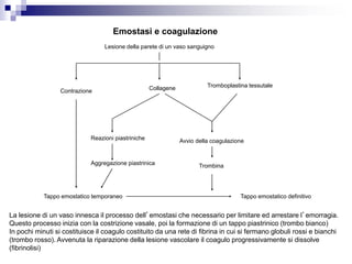 Emostasi e coagulazione
Lesione della parete di un vaso sanguigno
Contrazione
Tromboplastina tessutaleCollagene
TrombinaAggregazione piastrinica
Avvio della coagulazioneReazioni piastriniche
Tappo emostatico temporaneo Tappo emostatico definitivo
La lesione di un vaso innesca il processo dell’emostasi che necessario per limitare ed arrestare l’emorragia.
Questo processo inizia con la costrizione vasale, poi la formazione di un tappo piastrinico (trombo bianco)
In pochi minuti si costituisce il coagulo costituito da una rete di fibrina in cui si fermano globuli rossi e bianchi
(trombo rosso). Avvenuta la riparazione della lesione vascolare il coagulo progressivamente si dissolve
(fibrinolisi)
 