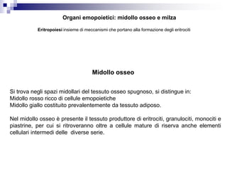 Organi emopoietici: midollo osseo e milza
Midollo osseo
Si trova negli spazi midollari del tessuto osseo spugnoso, si distingue in:
Midollo rosso ricco di cellule emopoietiche
Midollo giallo costituito prevalentemente da tessuto adiposo.
Nel midollo osseo è presente il tessuto produttore di eritrociti, granulociti, monociti e
piastrine, per cui si ritroveranno oltre a cellule mature di riserva anche elementi
cellulari intermedi delle diverse serie.
Eritropoiesi insieme di meccanismi che portano alla formazione degli eritrociti
 