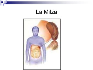 La Milza
 