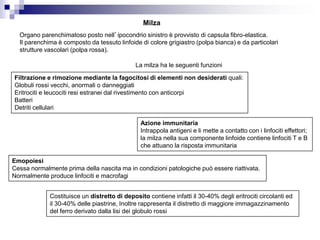 Milza
Organo parenchimatoso posto nell’ipocondrio sinistro è provvisto di capsula fibro-elastica.
Il parenchima è composto da tessuto linfoide di colore grigiastro (polpa bianca) e da particolari
strutture vascolari (polpa rossa).
La milza ha le seguenti funzioni
Filtrazione e rimozione mediante la fagocitosi di elementi non desiderati quali:
Globuli rossi vecchi, anormali o danneggiati
Eritrociti e leucociti resi estranei dal rivestimento con anticorpi
Batteri
Detriti cellulari
Azione immunitaria
Intrappola antigeni e li mette a contatto con i linfociti effettori;
la milza nella sua componente linfoide contiene linfociti T e B
che attuano la risposta immunitaria
Emopoiesi
Cessa normalmente prima della nascita ma in condizioni patologiche può essere riattivata.
Normalmente produce linfociti e macrofagi
Costituisce un distretto di deposito contiene infatti il 30-40% degli eritrociti circolanti ed
il 30-40% delle piastrine, Inoltre rappresenta il distretto di maggiore immagazzinamento
del ferro derivato dalla lisi dei globulo rossi
 