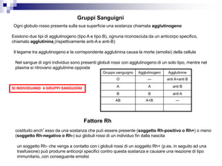 Gruppi Sanguigni
Ogni globulo rosso presenta sulla sua superficie una sostanza chiamata agglutinogeno
Esistono due tipi di agglutinogeno (tipo A e tipo B), ognuna riconosciuta da un anticorpo specifico,
chiamato agglutinina (rispettivamente anti-A e anti-B)
Il legame tra agglutinogeno e la corrispondente agglutinina causa la morte (emolisi) della cellula
Nel sangue di ogni individuo sono presenti globuli rossi con agglutinogeno di un solo tipo, mentre nel
plasma si ritrovano agglutinine opposte
SI INDIVIDUANO 4 GRUPPI SANGUIGNI
Gruppo sanguigno Agglutinogeni Agglutinine
O --- anti A+anti B
A A anti B
B B anti A
AB A+B ---
Fattore Rh
costituito anch’esso da una sostanza che può essere presente (soggetto Rh-positivo o Rh+) o meno
(soggetto Rh-negativo o Rh-) sui globuli rossi di un individuo fin dalla nascita
un soggetto Rh- che venga a contatto con i globuli rossi di un soggetto Rh+ (p.es. in seguito ad una
trasfusione) può produrre anticorpi specifici contro questa sostanza e causare una reazione di tipo
immunitario, con conseguente emolisi
 