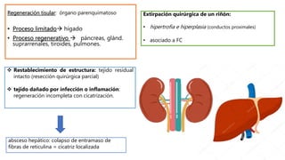 Regeneración tisular: órgano parenquimatoso
• Proceso limitado hígado
• Proceso regenerativo  páncreas, glánd.
suprarrenales, tiroides, pulmones.
 Restablecimiento de estructura: tejido residual
intacto (resección quirúrgica parcial)
 tejido dañado por infección o inflamación:
regeneración incompleta con cicatrización.
Extirpación quirúrgica de un riñón:
• hipertrofia e hiperplasia (conductos proximales)
• asociado a FC
absceso hepático: colapso de entramaso de
fibras de reticulina = cicatriz localizada
 