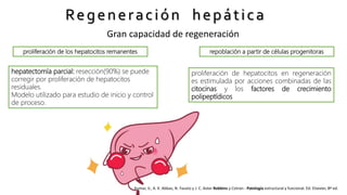 Regeneración hepática
Gran capacidad de regeneración
proliferación de los hepatocitos remanentes repoblación a partir de células progenitoras
hepatectomía parcial: resección(90%) se puede
corregir por proliferación de hepatocitos
residuales.
Modelo utilizado para estudio de inicio y control
de proceso.
proliferación de hepatocitos en regeneración
es estimulada por acciones combinadas de las
citocinas y los factores de crecimiento
polipeptídicos
Kumar, V., A. K. Abbas, N. Fausto y J. C. Aster Robbins y Cotran - Patología estructural y funcional. Ed. Elsevier, 8ª ed.
 