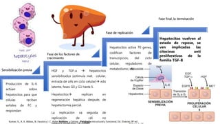 Fase final, la terminación
Sensibilización previa
Fase de los factores de
crecimiento
Fase de replicación
Producción de IL-6
actúan sobre
hepatocitos para que
células reciban
señales de FC y
respondan
HGF y TGF-a  hepatocitos
sensibilizados (estimula met. celular,
entrada de céls en ciclo celular) edo
latente, fases G0 y G1 hasta S.
Hepatocitos replican en
regeneración hepática después de
hepatectomia parcial.
La replicación va seguida de
replicación de cél. no
Hepatocitos activa 70 genes,
codifican factores de
transcripcion, del ciclo
celular, reguladores de
metabolismo, etc.
Hepatocitos vuelven al
estado de reposo, se
ven implicadas las
citocinas anti
proliferativas de la
familia TGF-B
Kumar, V., A. K. Abbas, N. Fausto y J. C. Aster Robbins y Cotran - Patología estructural y funcional. Ed. Elsevier, 8ª ed.
 