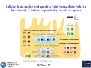 Cellular localization and specific lipid metabolism-related function of fat-dose dependently regulated genes PLOS one 2011