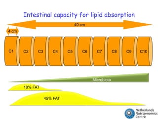 Intestinal capacity for lipid absorption 40 cm4 cmC1C2C3C4C5C6C7C8C9C10Microbiota             10% FAT                               45% FAT