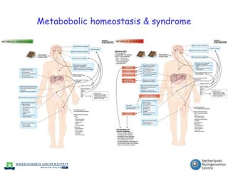 Metabobolic homeostasis & syndrome