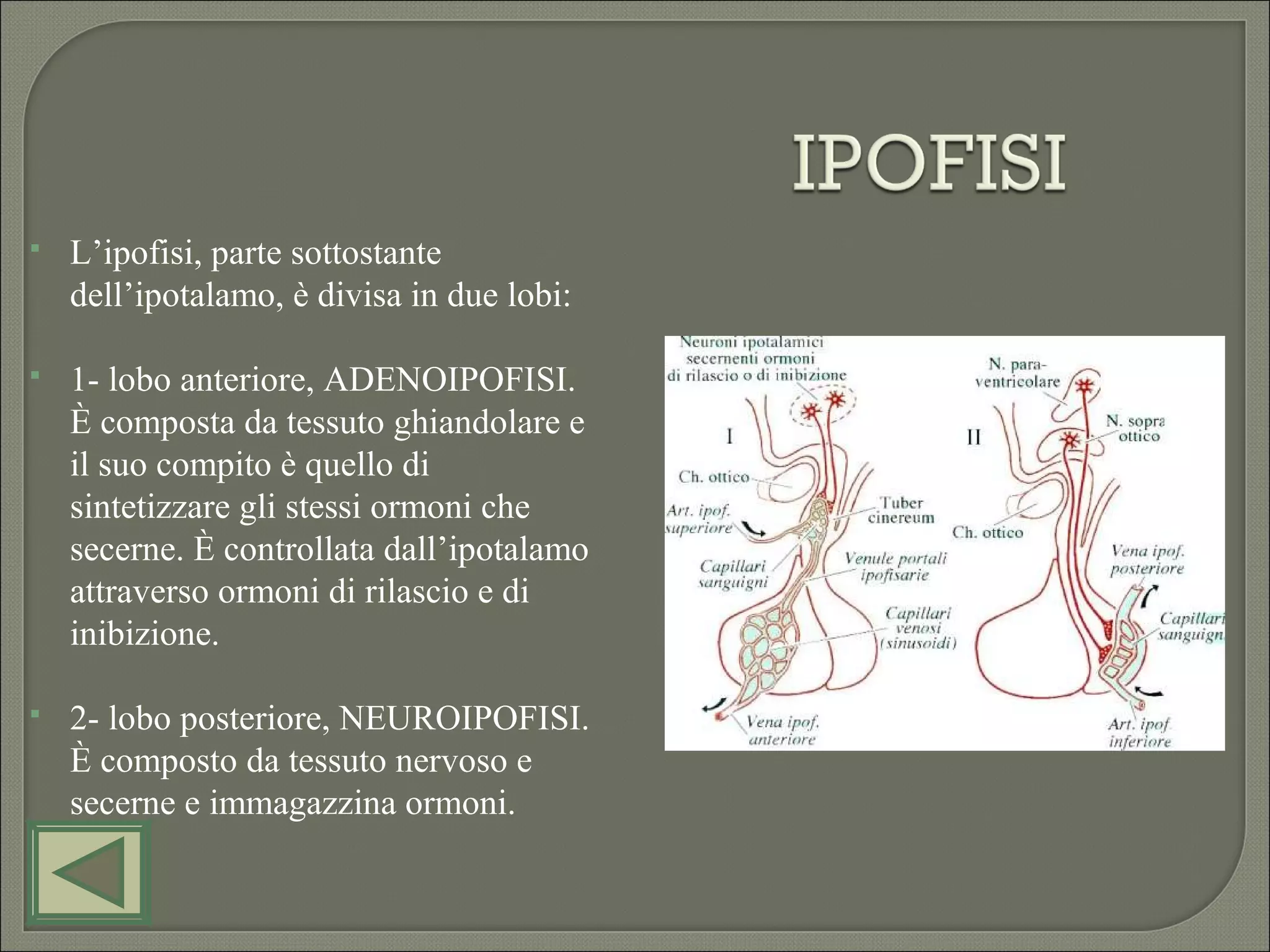ipofisi dove si trova immagini