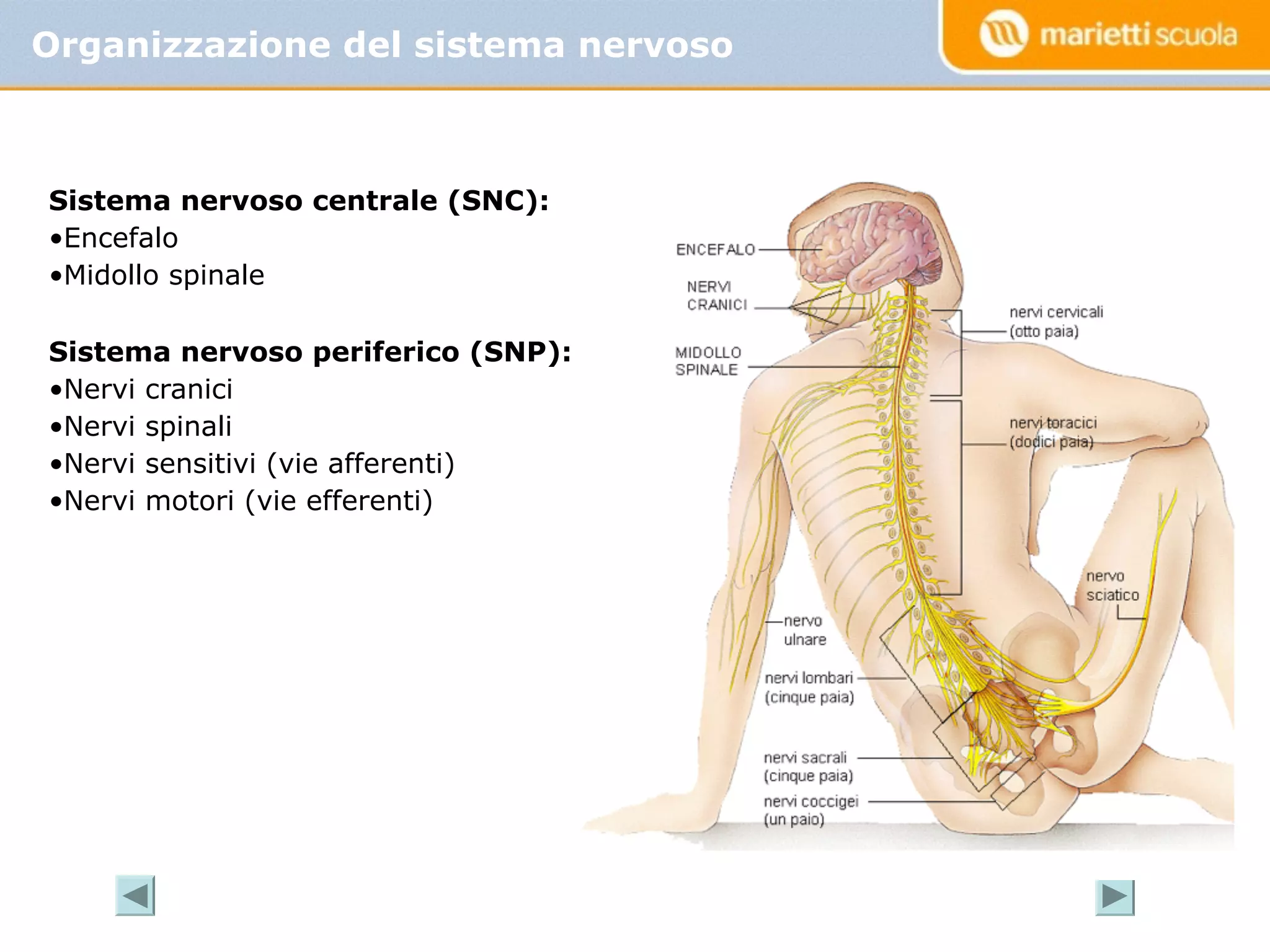Il Sistema Nervoso PDF il-sistema-nervoso-pdf