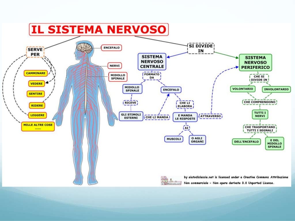 Il sistema nervoso