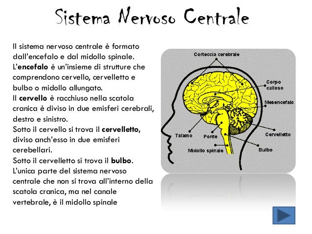 Il sistema nervoso