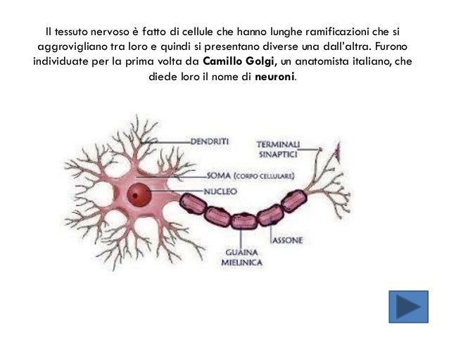 Una Sostanza Che Stimola Il Sistema Nervoso Il sistema nervoso