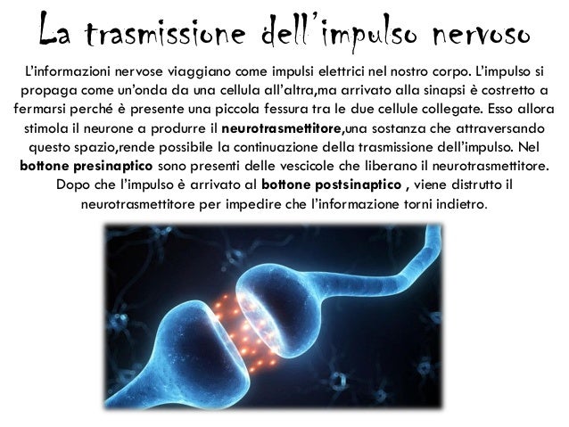 Una Sostanza Che Stimola Il Sistema Nervoso Il sistema nervoso