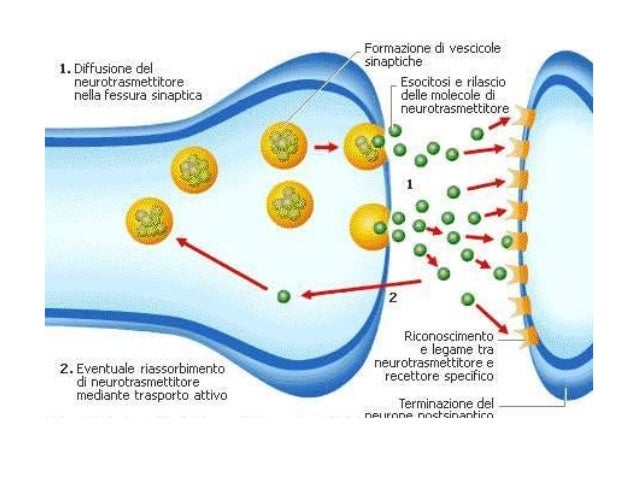 Una Sostanza Che Stimola Il Sistema Nervoso Il sistema nervoso