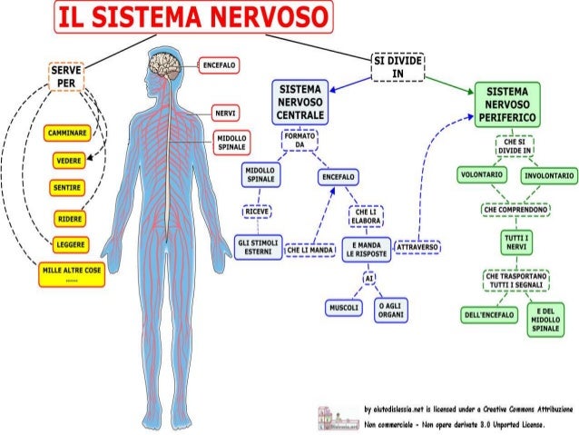 Il sistema nervoso Francesca