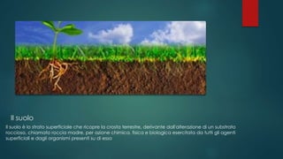 Il suolo
Il suolo è lo strato superficiale che ricopre la crosta terrestre, derivante dall'alterazione di un substrato
roccioso, chiamato roccia madre, per azione chimica, fisica e biologica esercitata da tutti gli agenti
superficiali e dagli organismi presenti su di esso
 