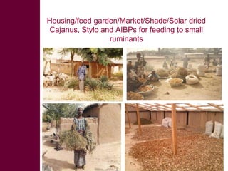 Feed the future innovation lab for small-scale irrigation in Ghana: Opportunities and challenges to integrate fodder