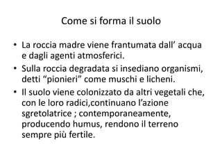 Come si forma il suolo
• La roccia madre viene frantumata dall’ acqua
e dagli agenti atmosferici.
• Sulla roccia degradata si insediano organismi,
detti “pionieri” come muschi e licheni.
• Il suolo viene colonizzato da altri vegetali che,
con le loro radici,continuano l’azione
sgretolatrice ; contemporaneamente,
producendo humus, rendono il terreno
sempre più fertile.
 