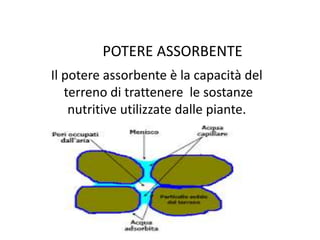 POTERE ASSORBENTE
Il potere assorbente è la capacità del
terreno di trattenere le sostanze
nutritive utilizzate dalle piante.
 