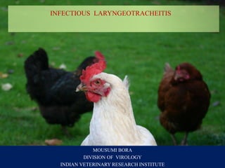 INFECTIOUS LARYNGEOTRACHEITIS
MOUSUMI BORA
DIVISION OF VIROLOGY
INDIAN VETERINARY RESEARCH INSTITUTE
 