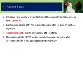 PATHOGENESIS cont…
 Infectious virus usually is present in tracheal tissues and tracheal secretions
for 6–8 days PI
 Extratracheal spread of LTV to trigeminal ganglia after 4-7 days of tracheal
exposure
 Trigeminal ganglion is the principal site of LTV latency
 Reactivation of latent LTV from the trigeminal ganglia 15 months after
vaccination of a flock has been reported from Germany
 