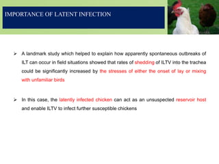 IMPORTANCE OF LATENT INFECTION
 A landmark study which helped to explain how apparently spontaneous outbreaks of
ILT can occur in field situations showed that rates of shedding of ILTV into the trachea
could be significantly increased by the stresses of either the onset of lay or mixing
with unfamiliar birds
 In this case, the latently infected chicken can act as an unsuspected reservoir host
and enable ILTV to infect further susceptible chickens
 