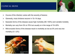 CLINICAL SIGNS
 Course of the infection varies with the severity of lesions
 Generally, most chickens recover in 10–14 days
 Epizootic forms of the disease cause high morbidity (90–100%) and variable mortality
 Mortality can vary from 5% to 70% but usually is in the range of 10–20%
 Mild enzootic forms of the disease result in morbidity as low as 5% and very low
mortality (0.1–2%)
 