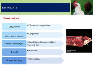 PATHOLOGY
Gross lesions
• Edema and congestion
Conjunctiva
• Congestion
Infra orbital sinuses
• Blood stained mucus exudates
• Mucoid cast
Trachea and Larynx
• Bronchitis
Bronchi
• Inflammation
Air sacs and lungs
 