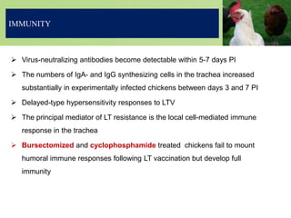  Virus-neutralizing antibodies become detectable within 5-7 days PI
 The numbers of IgA- and IgG synthesizing cells in the trachea increased
substantially in experimentally infected chickens between days 3 and 7 PI
 Delayed-type hypersensitivity responses to LTV
 The principal mediator of LT resistance is the local cell-mediated immune
response in the trachea
 Bursectomized and cyclophosphamide treated chickens fail to mount
humoral immune responses following LT vaccination but develop full
immunity
IMMUNITY
 