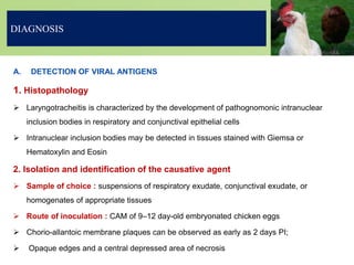 A. DETECTION OF VIRAL ANTIGENS
1. Histopathology
 Laryngotracheitis is characterized by the development of pathognomonic intranuclear
inclusion bodies in respiratory and conjunctival epithelial cells
 Intranuclear inclusion bodies may be detected in tissues stained with Giemsa or
Hematoxylin and Eosin
2. Isolation and identification of the causative agent
 Sample of choice : suspensions of respiratory exudate, conjunctival exudate, or
homogenates of appropriate tissues
 Route of inoculation : CAM of 9–12 day-old embryonated chicken eggs
 Chorio-allantoic membrane plaques can be observed as early as 2 days PI;
 Opaque edges and a central depressed area of necrosis
DIAGNOSIS
 