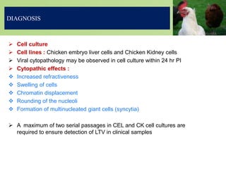  Cell culture
 Cell lines : Chicken embryo liver cells and Chicken Kidney cells
 Viral cytopathology may be observed in cell culture within 24 hr PI
 Cytopathic effects :
 Increased refractiveness
 Swelling of cells
 Chromatin displacement
 Rounding of the nucleoli
 Formation of multinucleated giant cells (syncytia)
 A maximum of two serial passages in CEL and CK cell cultures are
required to ensure detection of LTV in clinical samples
DIAGNOSIS
 
