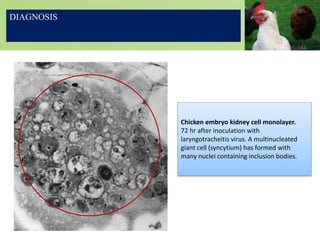 Chicken embryo kidney cell monolayer.
72 hr after inoculation with
laryngotracheitis virus. A multinucleated
giant cell (syncytium) has formed with
many nuclei containing inclusion bodies.
DIAGNOSIS
 