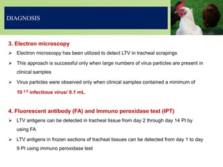 3. Electron microscopy
 Electron microscopy has been utilized to detect LTV in tracheal scrapings
 This approach is successful only when large numbers of virus particles are present in
clinical samples
 Virus particles were observed only when clinical samples contained a minimum of
10 3.5 infectious virus/ 0.1 mL
4. Fluorescent antibody (FA) and Immuno peroxidase test (IPT)
 LTV antigens can be detected in tracheal tissue from day 2 through day 14 PI by
using FA
 LTV antigens in frozen sections of tracheal tissues can be detected from day 1 to day
9 PI using immuno peroxidase test
DIAGNOSIS
 