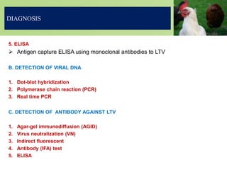 5. ELISA
 Antigen capture ELISA using monoclonal antibodies to LTV
B. DETECTION OF VIRAL DNA
1. Dot-blot hybridization
2. Polymerase chain reaction (PCR)
3. Real time PCR
C. DETECTION OF ANTIBODY AGAINST LTV
1. Agar-gel immunodiffusion (AGID)
2. Virus neutralization (VN)
3. Indirect fluorescent
4. Antibody (IFA) test
5. ELISA
DIAGNOSIS
 