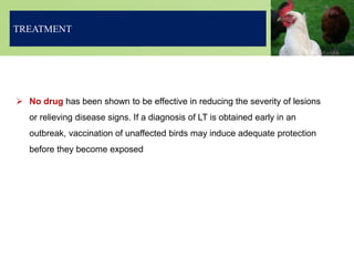  No drug has been shown to be effective in reducing the severity of lesions
or relieving disease signs. If a diagnosis of LT is obtained early in an
outbreak, vaccination of unaffected birds may induce adequate protection
before they become exposed
TREATMENT
 