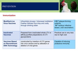 Immunization
PREVENTION
Modified-Live
Virus Vaccines
Infraorbital sinuses / Intranasal instillation/
Feather follicles/ Eye drop and orally
through drinking water
˃10 2 plaque-forming
units/mL
10 5 embryo infective
doses ( oral vaccination)
Inactivated
Vaccines
Prepared from inactivated whole LTV or
affinity-purified preparations of LTV
glycoproteins
Practical use is very less
due to high cost
Vaccines Based
on Recombinant
DNA Technology
constructed by insertion of LTV genes
into virus vectors and by alteration or
deletion of viral genes
Capable of inducing
protective immunity
 