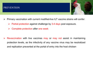  Primary vaccination with current modified-live ILT vaccine strains will confer:
 Partial protection against challenge by 3-4 days post exposure.
 Complete protection after one week
 Revaccination with live vaccines may or may not assist in maintaining
protection levels, as the infectivity of any vaccine virus may be neutralized
and replication prevented at the portal of entry into the host chicken
PREVENTION
 