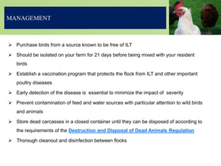  Purchase birds from a source known to be free of ILT
 Should be isolated on your farm for 21 days before being mixed with your resident
birds
 Establish a vaccination program that protects the flock from ILT and other important
poultry diseases
 Early detection of the disease is essential to minimize the impact of severity
 Prevent contamination of feed and water sources with particular attention to wild birds
and animals
 Store dead carcasses in a closed container until they can be disposed of according to
the requirements of the Destruction and Disposal of Dead Animals Regulation
 Thorough cleanout and disinfection between flocks
MANAGEMENT
 
